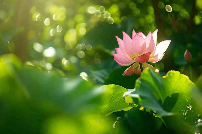 夏日池塘荷花荷叶唯美立夏夏至处暑摄影图(1344x896)