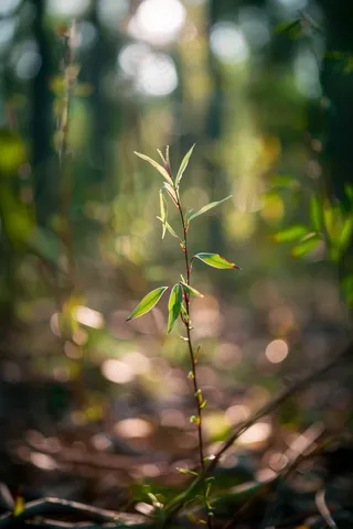 春天抽新芽的树枝光圈摄影图