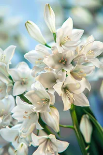 白百何鲜花花束摄影图