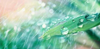 雨水飘打在绿叶叶片上春天雨水谷雨摄影图