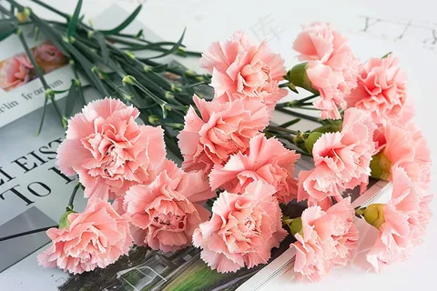 康乃馨鲜花花束摄影图