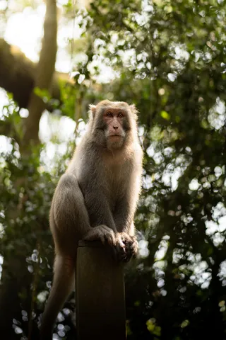 木桩上的猴子