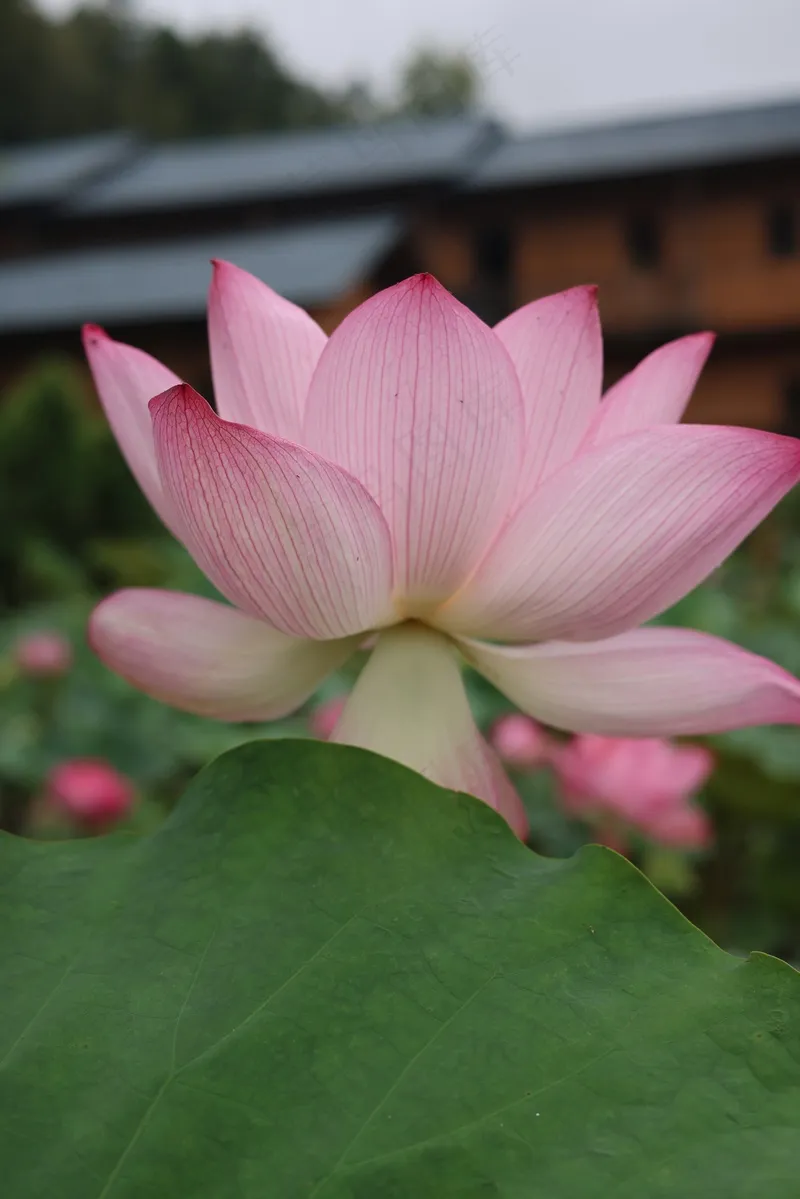 池塘粉色莲花美丽的花朵2