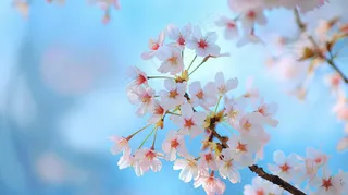 春日樱花花朵摄影图