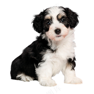 免抠坐着的可爱小狗