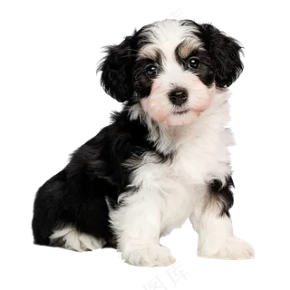 免抠坐着的可爱小狗