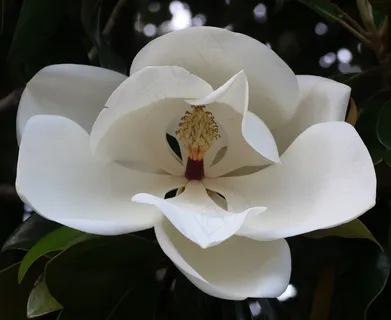 户外玉兰花花朵
