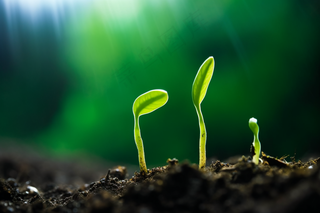 春天破土的嫩芽土壤立春摄影图