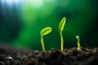 春天破土的嫩芽土壤立春摄影图