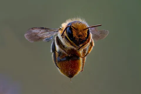 微观世界之舞动精灵