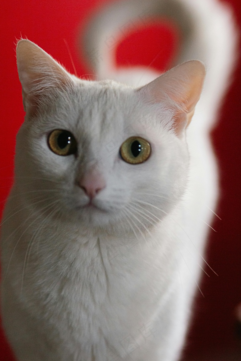 白色可爱小猫