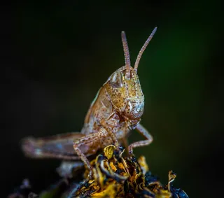 微距下的沉思蚱蜢