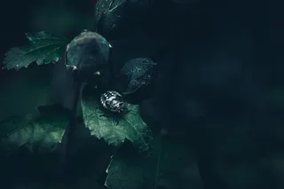 幽暗森林中的斑点甲虫