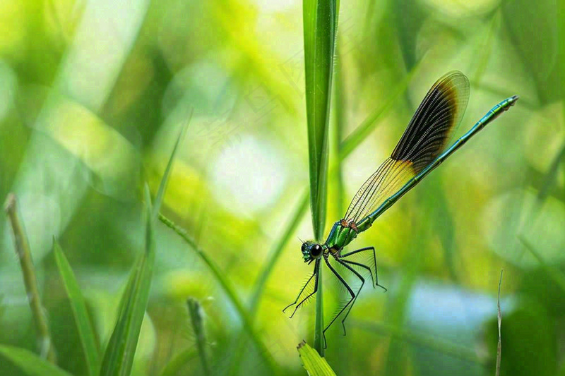 夏天植物绿叶上的蜻蜓绿意昆虫立夏夏至小暑大暑摄影图(1344x896)