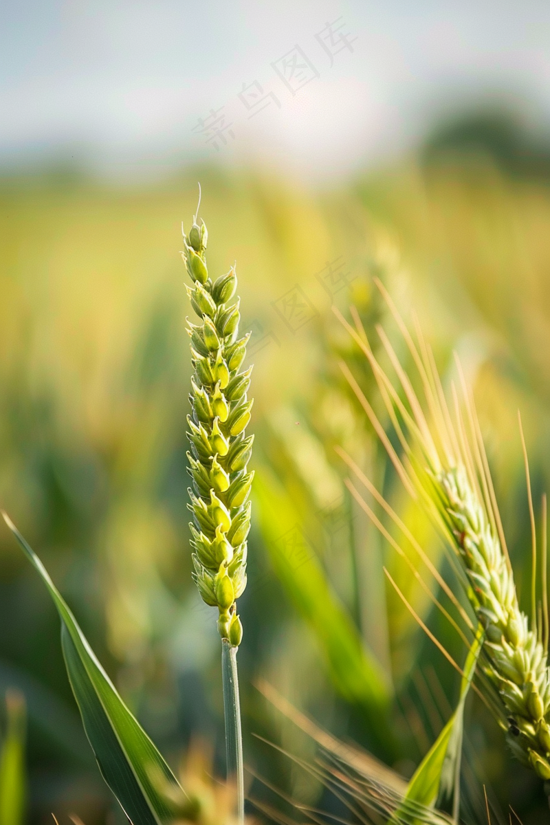 绿色小麦麦穗小满芒种摄影图