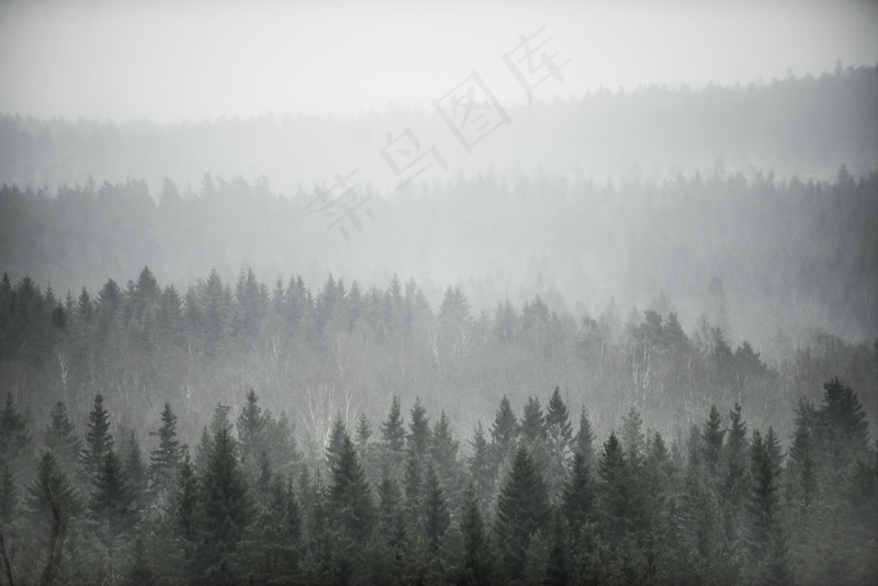 云雾森林图片