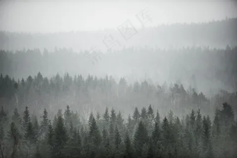 云雾森林图片