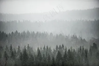 云雾森林图片