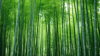 竹林竹叶竹子绿色摄影图