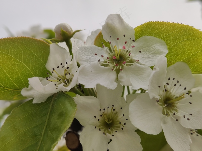 洁白梨花园林花卉风景插画