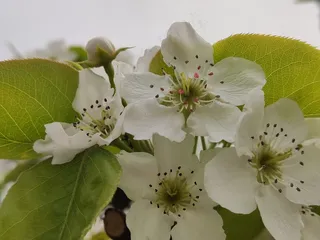 洁白梨花园林花卉风景插画