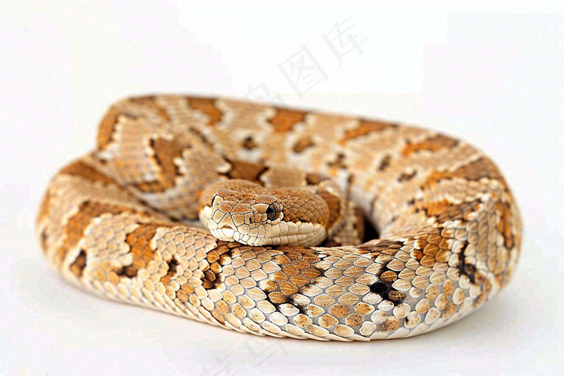 蛇在白色背景爬行动物摄影图