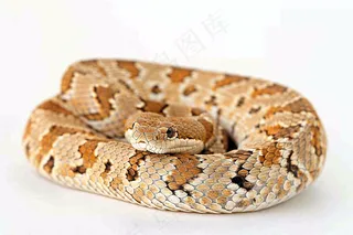 蛇在白色背景爬行动物摄影图