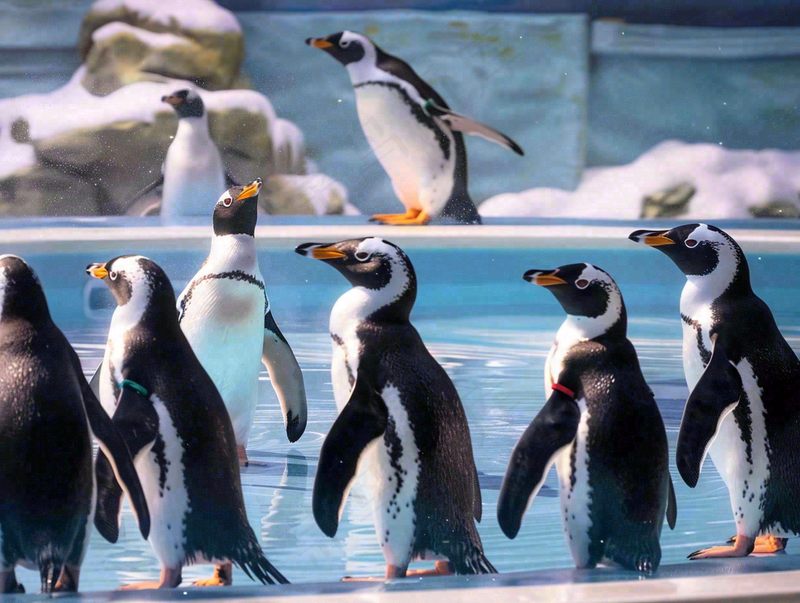 海洋馆动物企鹅成群结对摄影图