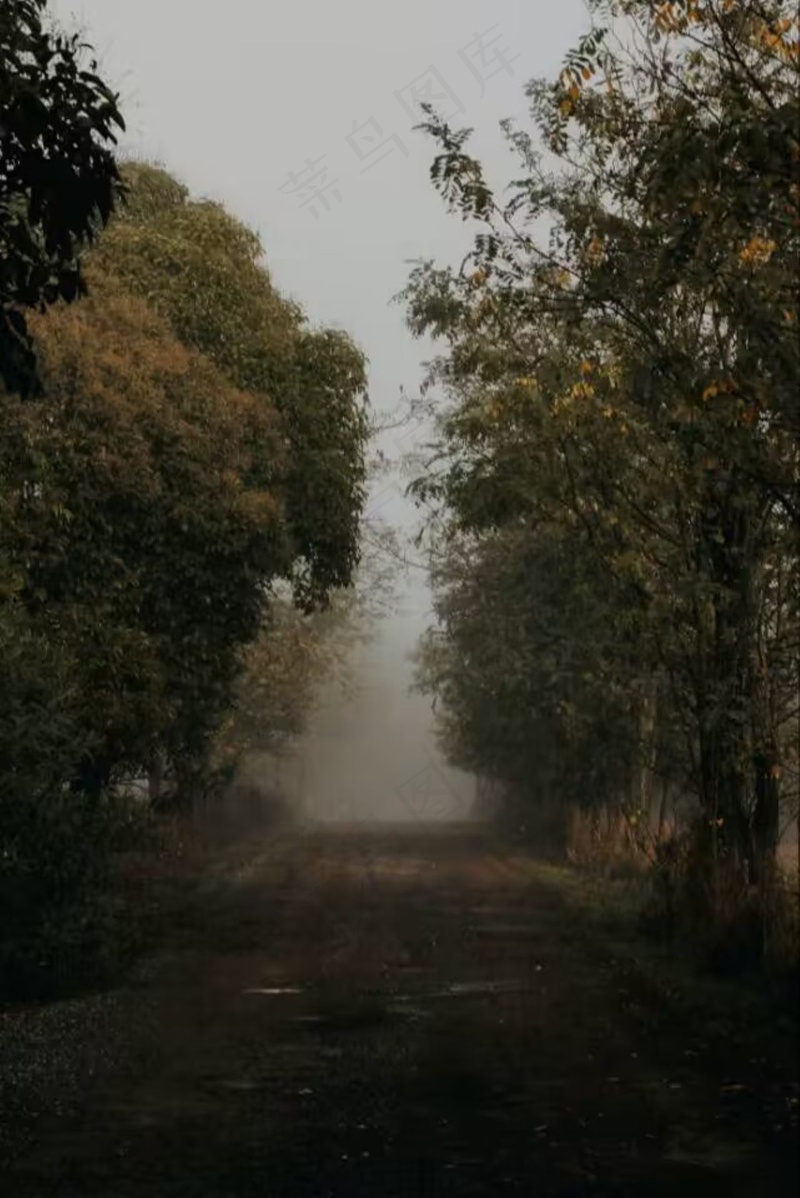 雾中的小路