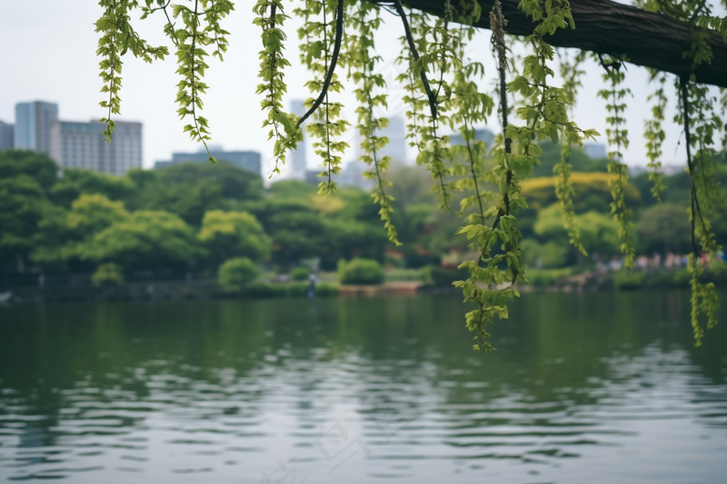 湖边风景绿意树枝摄影图(4032x2688)