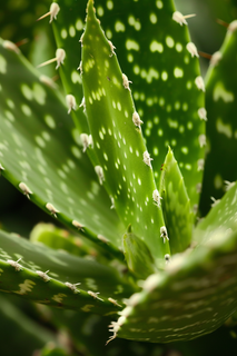 仙人掌植物绿植摄影图 仙人掌植物绿植摄影图