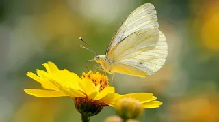 蝴蝶春天花丛蝶恋花摄影图