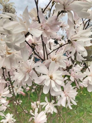 户外玉兰花花朵