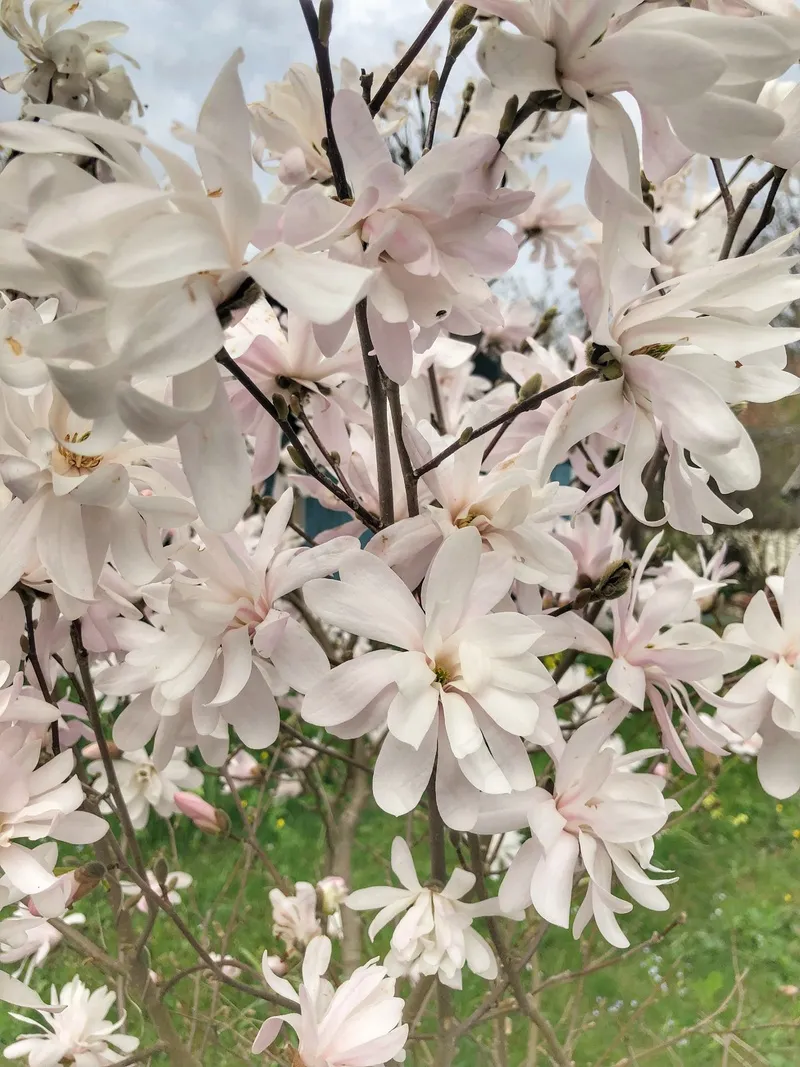 户外玉兰花花朵 户外玉兰花花朵