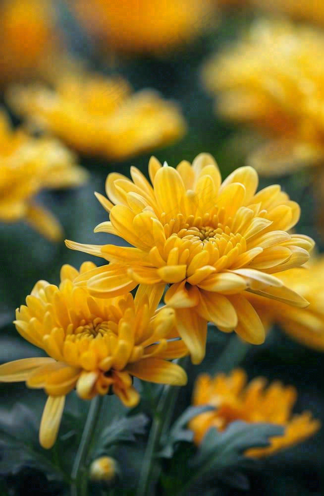 秋天金菊菊花植物立秋秋分重阳摄影图