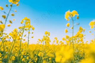 春天油菜花田黄色花雨水节气摄影图