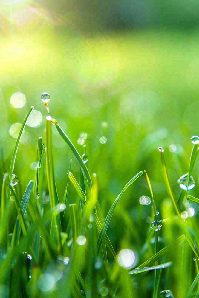 春天绿草地草坪绿叶上的露珠清晨立春惊蛰谷雨摄影图