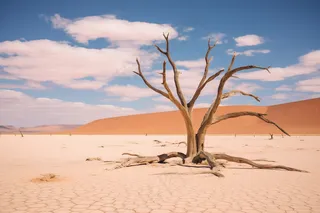 干旱干枯树木缺水干裂土地摄影图