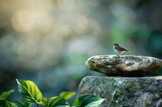 夏日公园石头上的小鸟绿意摄影图