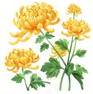 菊花黄菊盛开植物插画免抠