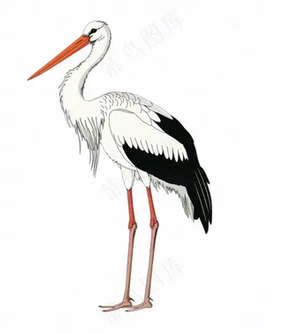 白鹤白鹭鸟国风插画免抠