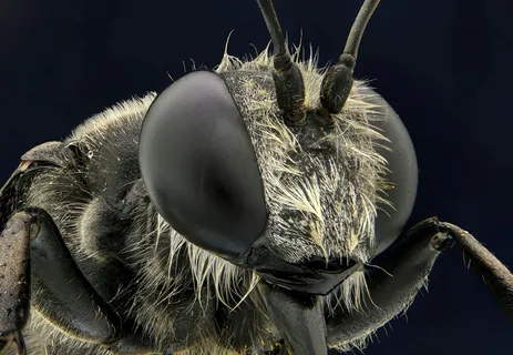 高清显微镜下的蜜蜂特写 高清显微镜下的蜜蜂特写