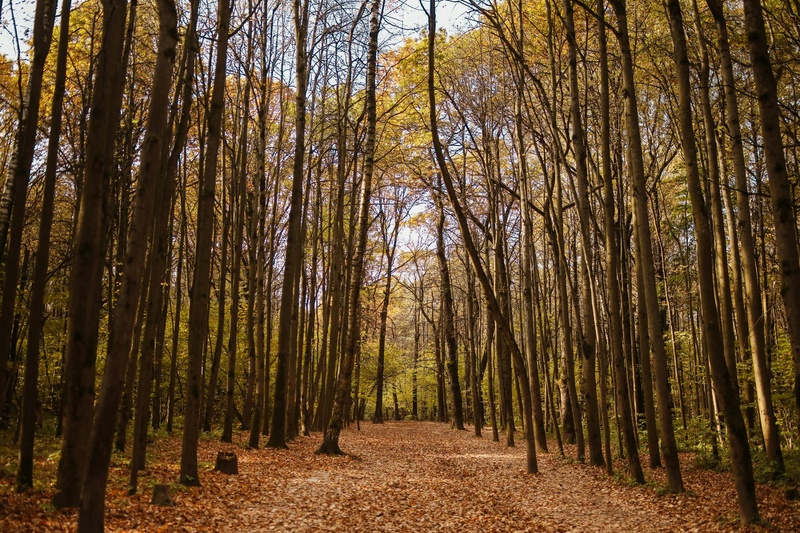 初秋落叶满地的森林