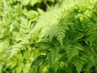 初夏绿色野生植物