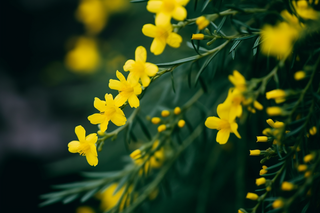 立春迎春花绿意春季摄影图