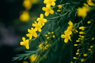 立春迎春花绿意春季摄影图