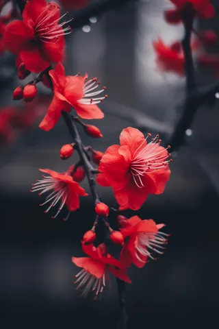 鲜红的花朵鲜艳美丽黑暗背景摄影图