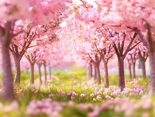 春日樱花花朵摄影图