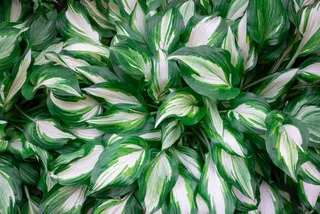 花园植物车前草百合4