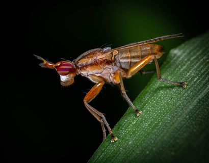 午夜微距：露水中的彩眼小昆虫